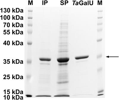 Immobilization of the Highly Active UDP-Glucose Pyrophosphorylase From Thermocrispum agreste Provides a Highly Efficient Biocatalyst for the Production of UDP-Glucose